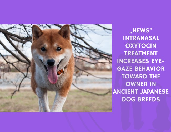 News-Intranasal Oxytocin Treatment Increases Eye-Gaze Behavior Toward the Owner in Ancient Japanese Dog Breeds