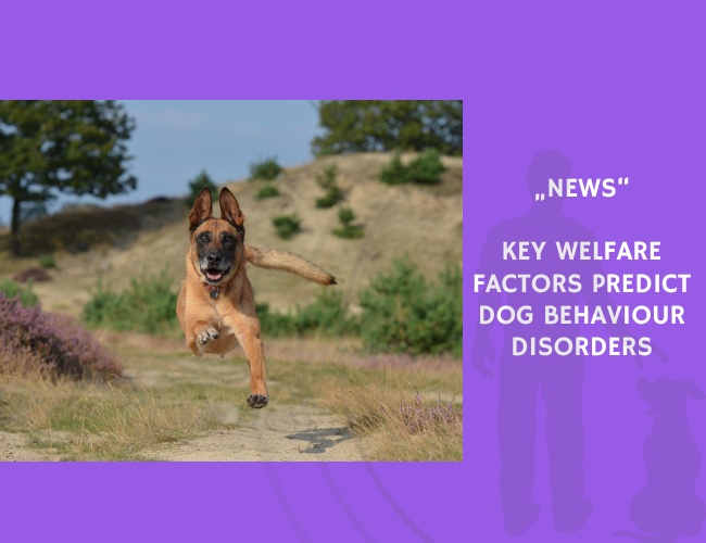 News-Key Welfare Factors Predict Dog Behaviour Disorders