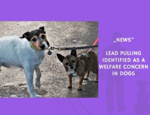 News-Lead Pulling Identified as a Welfare Concern in Dogs