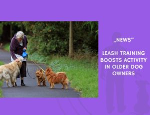 News-Leash Training Boosts Activity in Older Dog Owners