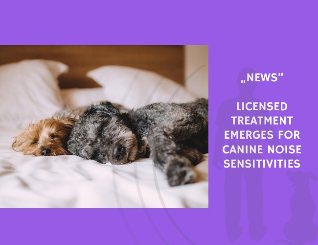 News-Licensed Treatment Emerges for Canine Noise Sensitivities