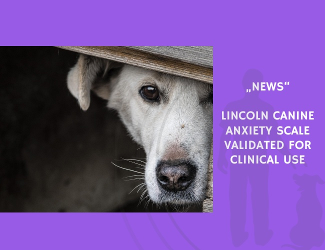 News-Lincoln Canine Anxiety Scale Validated for Clinical Use