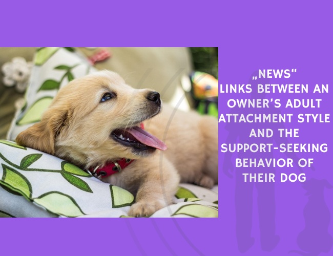 News-Links Between an Owner’s Adult Attachment Style and the Support-Seeking Behavior of Their Dog