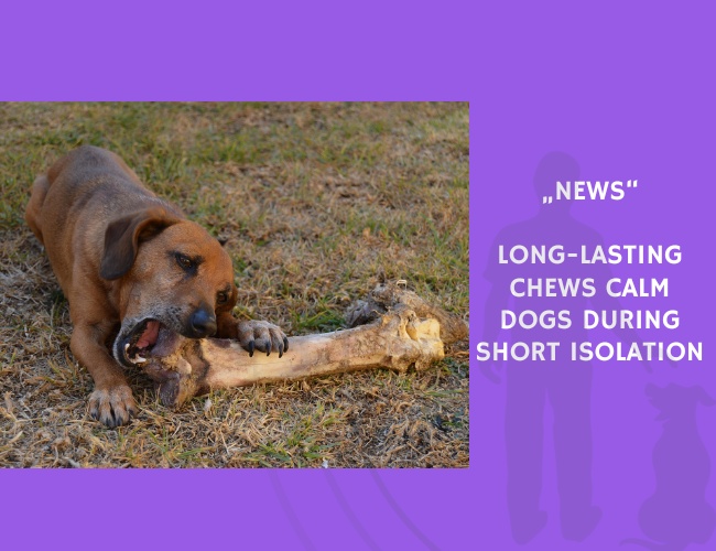 News-Long-Lasting Chews Calm Dogs During Short Isolation