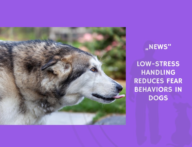 News-Low-Stress Handling Reduces Fear Behaviors in Dogs