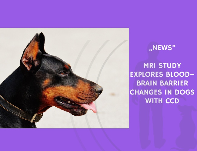 News-MRI Study Explores Blood–Brain Barrier Changes in Dogs with CCD