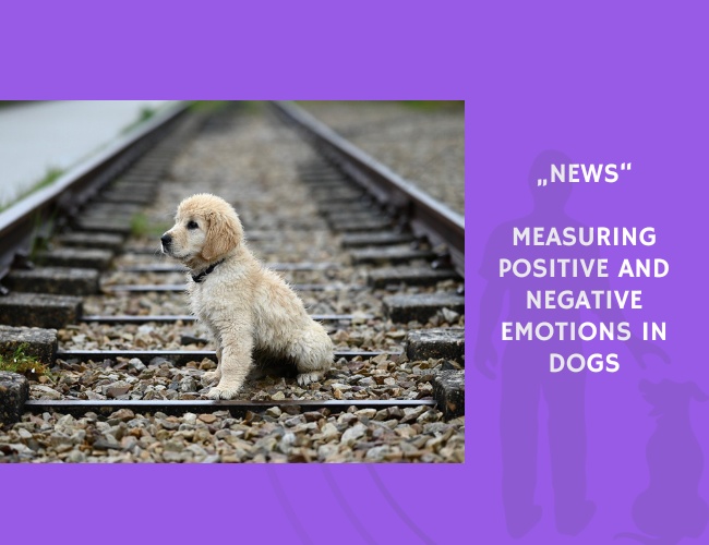 News-Measuring Positive and Negative Emotions in Dogs