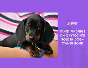 News-Mixed Findings on Oxytocin’s Role in Dog–Owner Bond