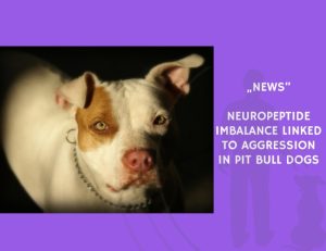 News-Neuropeptide Imbalance Linked to Aggression in Pit Bull Dogs