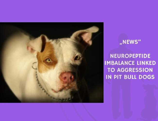 News-Neuropeptide Imbalance Linked to Aggression in Pit Bull Dogs