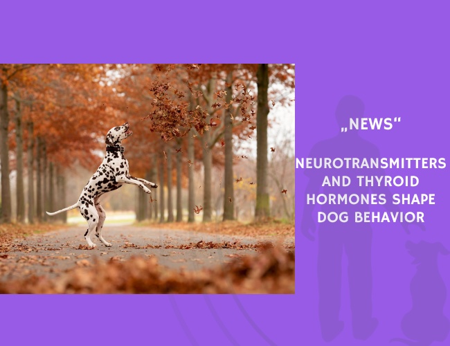News-Neurotransmitters and Thyroid Hormones Shape Dog Behavior