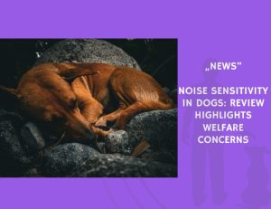 News-Noise Sensitivity in Dogs Review Highlights Welfare Concerns