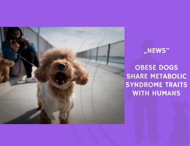 News-Obese Dogs Share Metabolic Syndrome Traits with Humans
