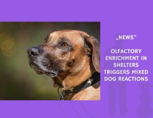 News-Olfactory Enrichment in Shelters Triggers Mixed Dog Reactions