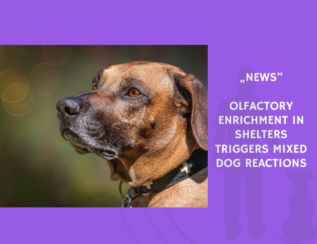 News-Olfactory Enrichment in Shelters Triggers Mixed Dog Reactions