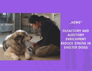 News-Olfactory and Auditory Enrichment Reduce Stress in Shelter Dogs