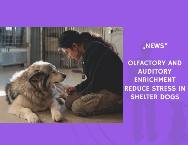 News-Olfactory and Auditory Enrichment Reduce Stress in Shelter Dogs