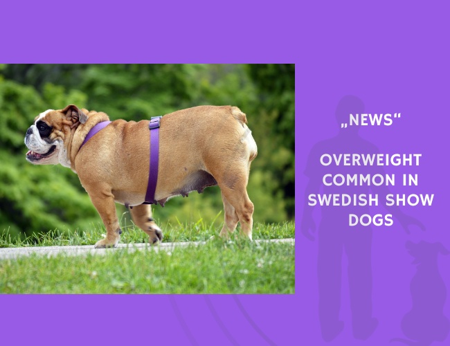 News-Overweight Common in Swedish Show Dogs