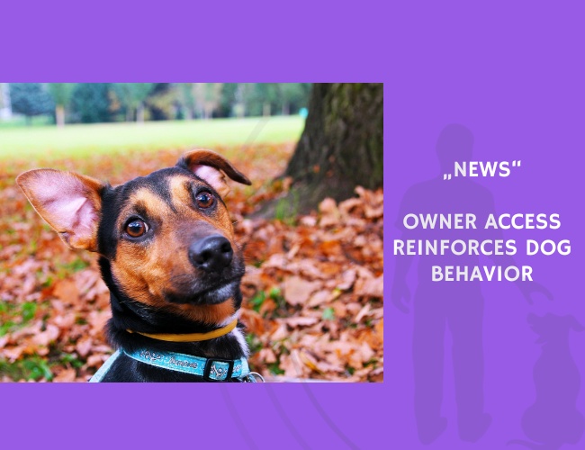 News-Owner Access Reinforces Dog Behavior