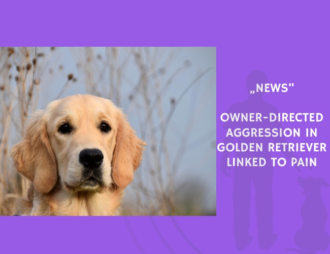 News-Owner-Directed Aggression in Golden Retriever Linked to Pain