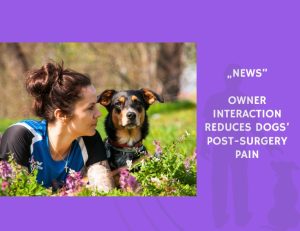 News-Owner Interaction Reduces Dogs’ Post-Surgery Pain
