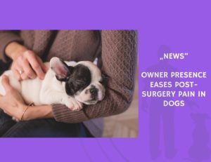 News-Owner Presence Eases Post-Surgery Pain in Dogs