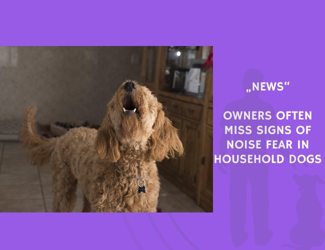 News-Owners Often Miss Signs of Noise Fear in Household Dogs