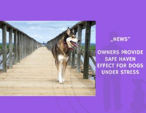 News-Owners Provide Safe Haven Effect for Dogs Under Stress