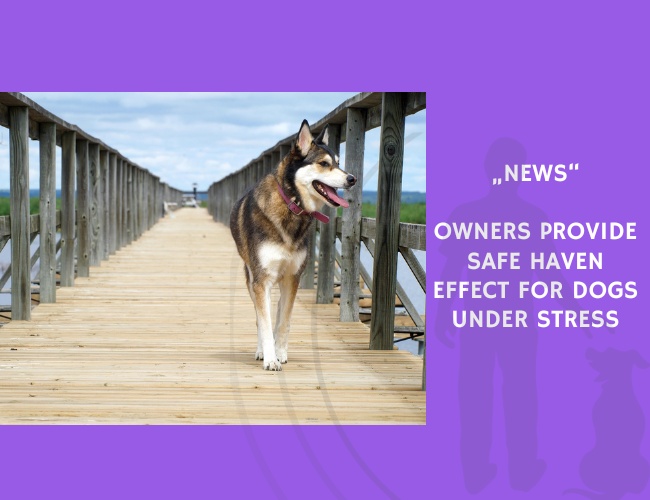 News-Owners Provide Safe Haven Effect for Dogs Under Stress