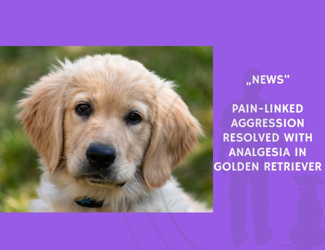 News-Pain-Linked Aggression Resolved with Analgesia in Golden Retriever