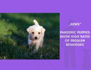 News-Pandemic Puppies Show High Rates of Problem Behaviors