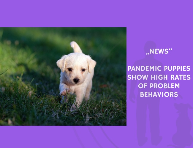 News-Pandemic Puppies Show High Rates of Problem Behaviors
