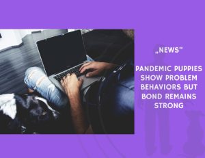 News-Pandemic Puppies Show Problem Behaviors but Bond Remains Strong