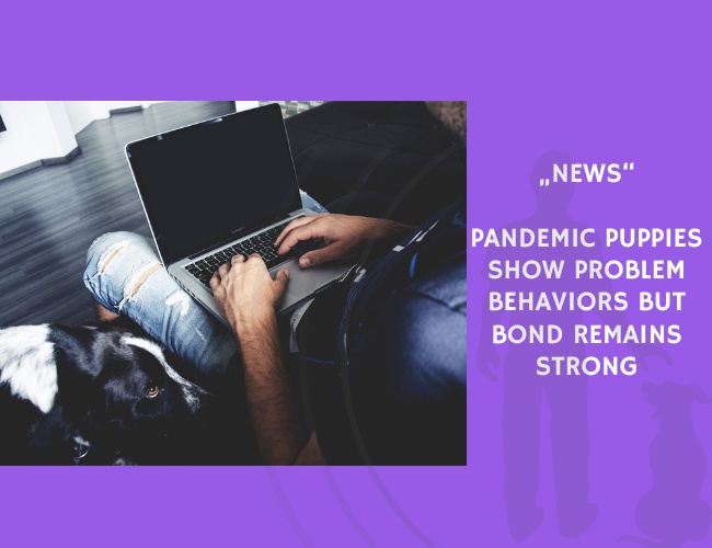 News-Pandemic Puppies Show Problem Behaviors but Bond Remains Strong