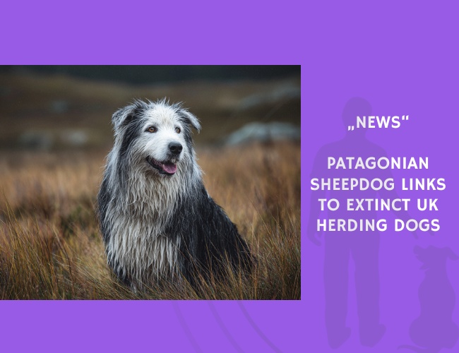 News-Patagonian Sheepdog Links to Extinct UK Herding Dogs