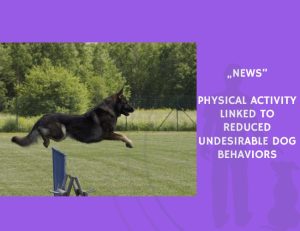 News-Physical Activity Linked to Reduced Undesirable Dog Behaviors