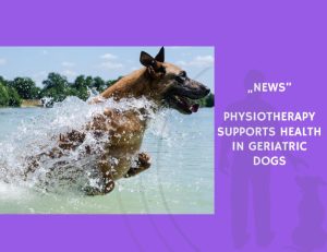 News-Physiotherapy Supports Health in Geriatric Dogs