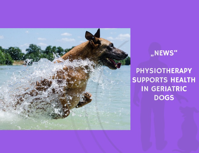 News-Physiotherapy Supports Health in Geriatric Dogs