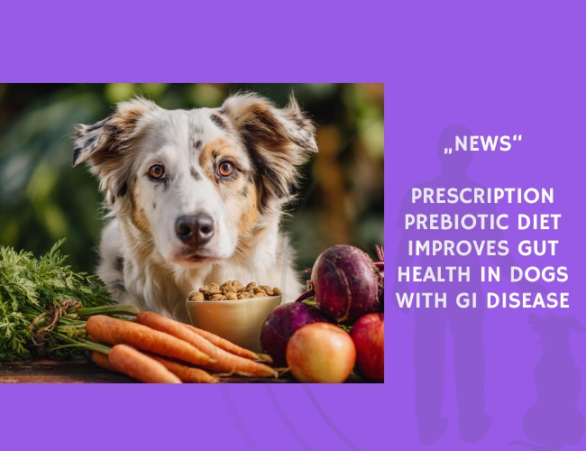 News-Prescription Prebiotic Diet Improves Gut Health in Dogs with GI Disease