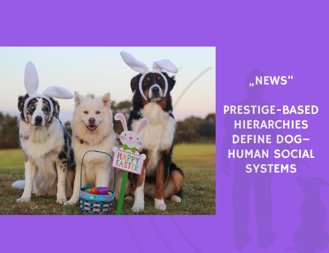 News-Prestige-Based Hierarchies Define Dog–Human Social Systems