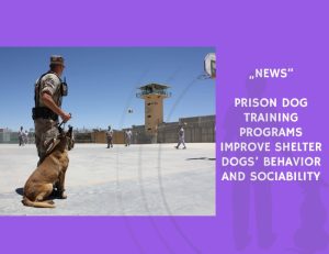 News-Prison Dog Training Programs Improve Shelter Dogs’ Behavior and Sociability