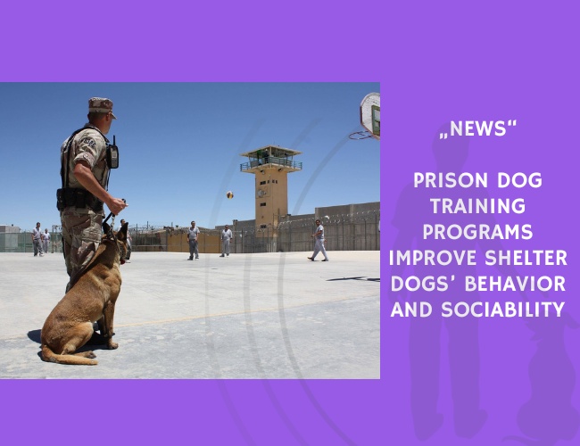 News-Prison Dog Training Programs Improve Shelter Dogs’ Behavior and Sociability