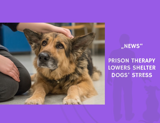 News-Prison Therapy Lowers Shelter Dogs’ Stress