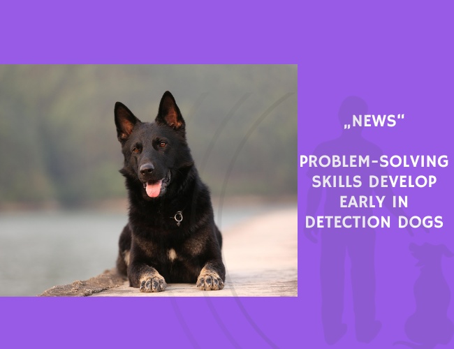 News-Problem-Solving Skills Develop Early in Detection Dogs