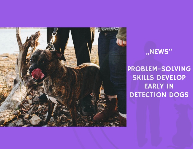News-Problem-Solving Skills Develop Early in Detection Dogs