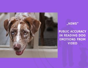 News-Public Accuracy in Reading Dog Emotions from Video