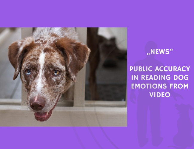 News-Public Accuracy in Reading Dog Emotions from Video