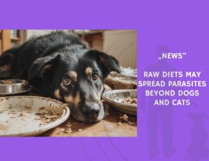 News-Raw Diets May Spread Parasites Beyond Dogs and Cats