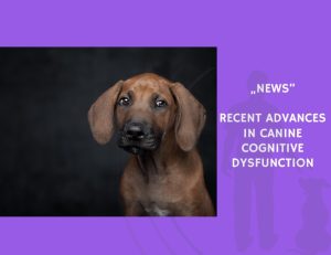News-Recent Advances in Canine Cognitive Dysfunction