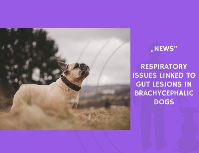 News-Respiratory Issues Linked to Gut Lesions in Brachycephalic Dogs